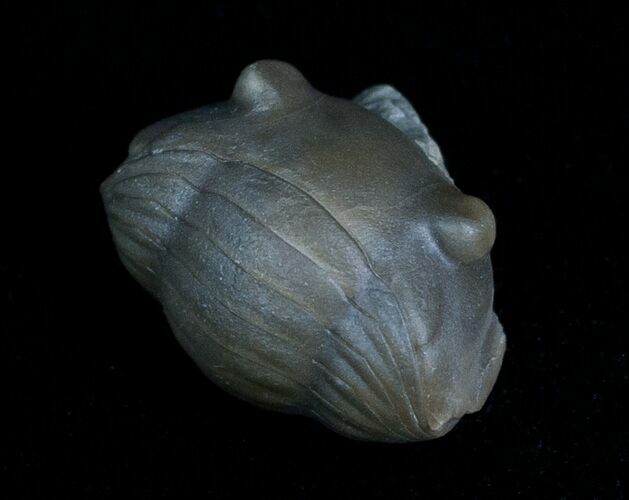 Enrolled Isotelus Trilobite From Ontario #6041